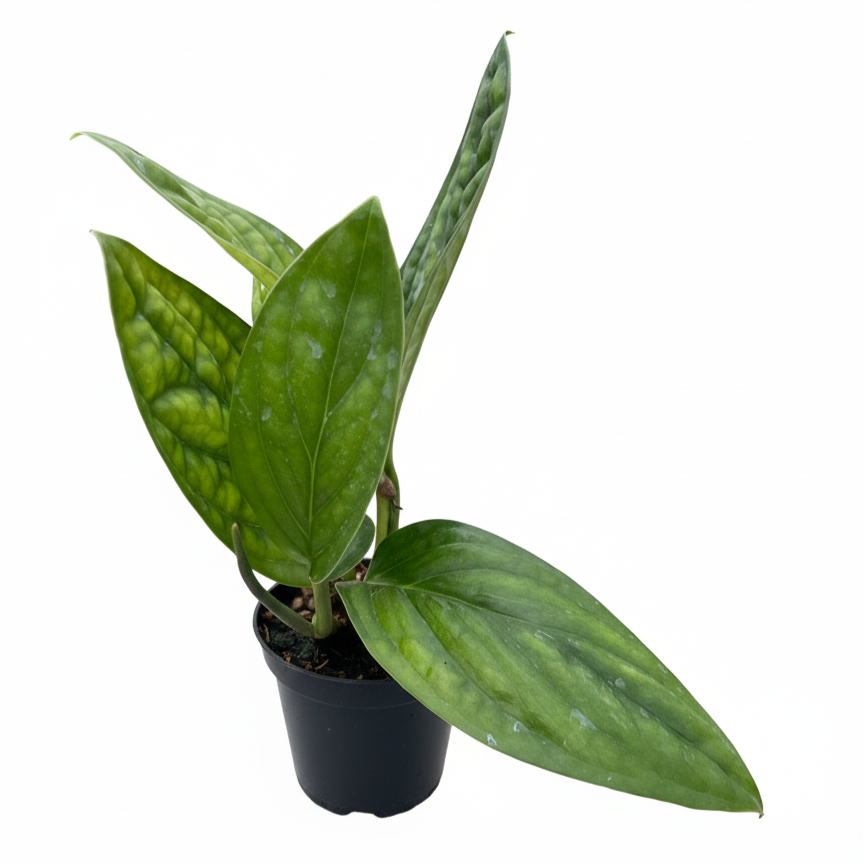 4 inch Monstera karstenianum Peru with puckered and deeply veined leaves, Rare Monstera varieties for plant lovers