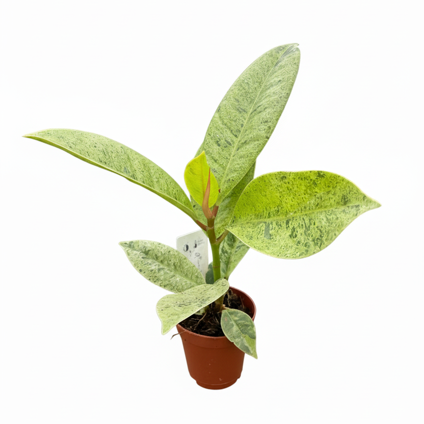 2 inch Ficus Shivereana, 2 inch ficus plants, tropical live plants, live houseplants for sale, buy Ficus Shivereana online