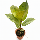 6 inch Ficus Shivereana, 6 inch tropical plants, easy to grow plants, large houseplants, live indoor plants for sale