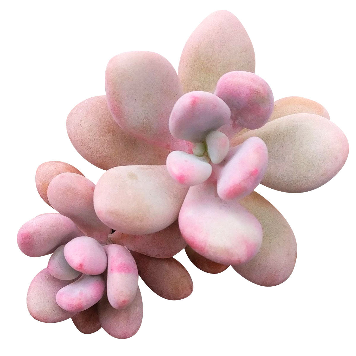buy moonstone succulent Buy Moonstones Pachyphytum: A RARE Pink Succulent Gem 2 inch / White Modern Pot by Succulents Box