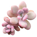 Pink Moonstones Pachyphytum Oviferum
