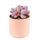 Pink Moonstones Pachyphytum Oviferum