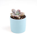 Pink Moonstones Pachyphytum Oviferum