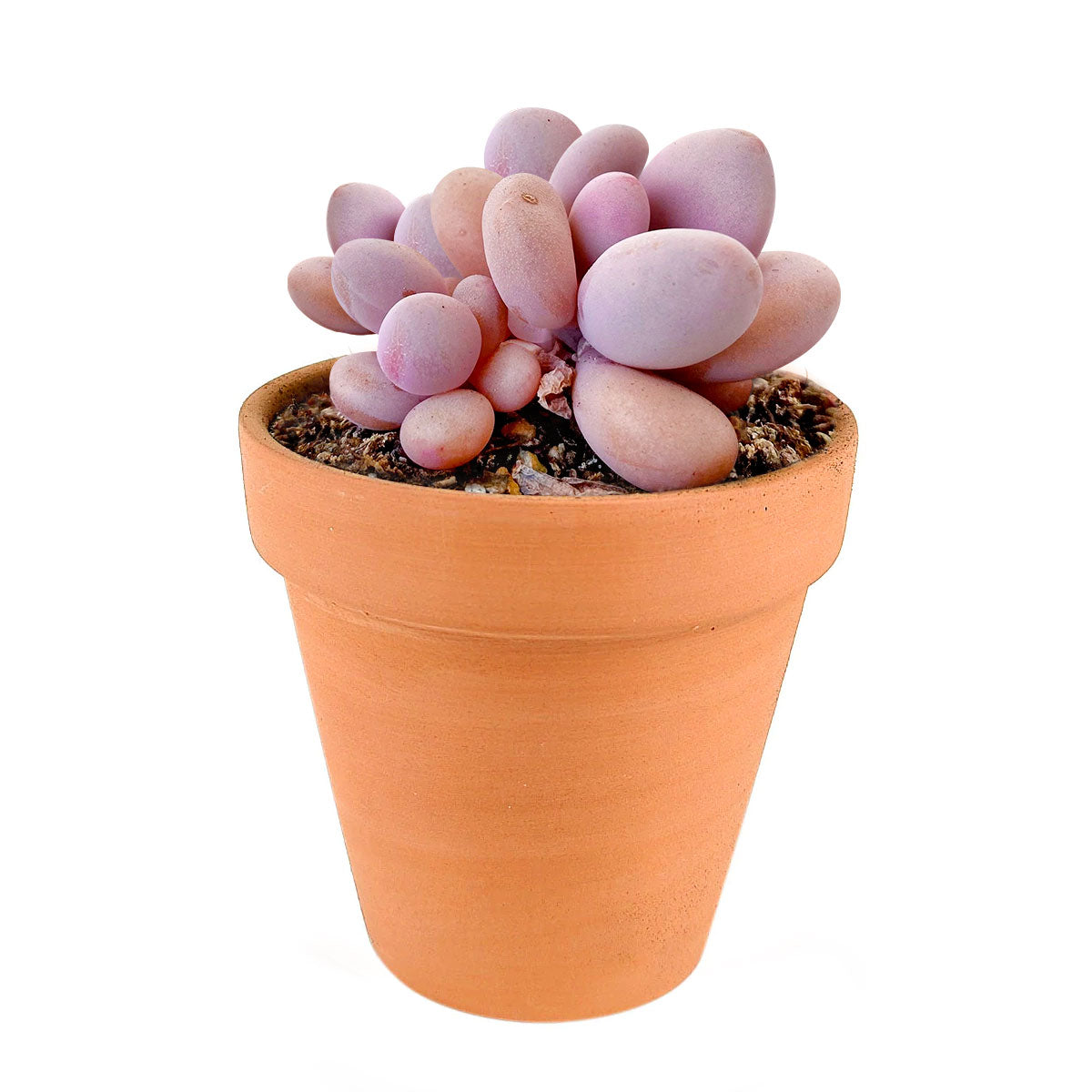 succulent clay pot Buy Succulent Pot Online: 2.5" Terracotta Clay Pot w Drainage Hole by Succulents Box