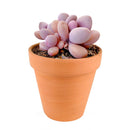 Terracotta succulent clay pot with a drainage hole foe sale, Buy small clay pot for succulent and cactus
