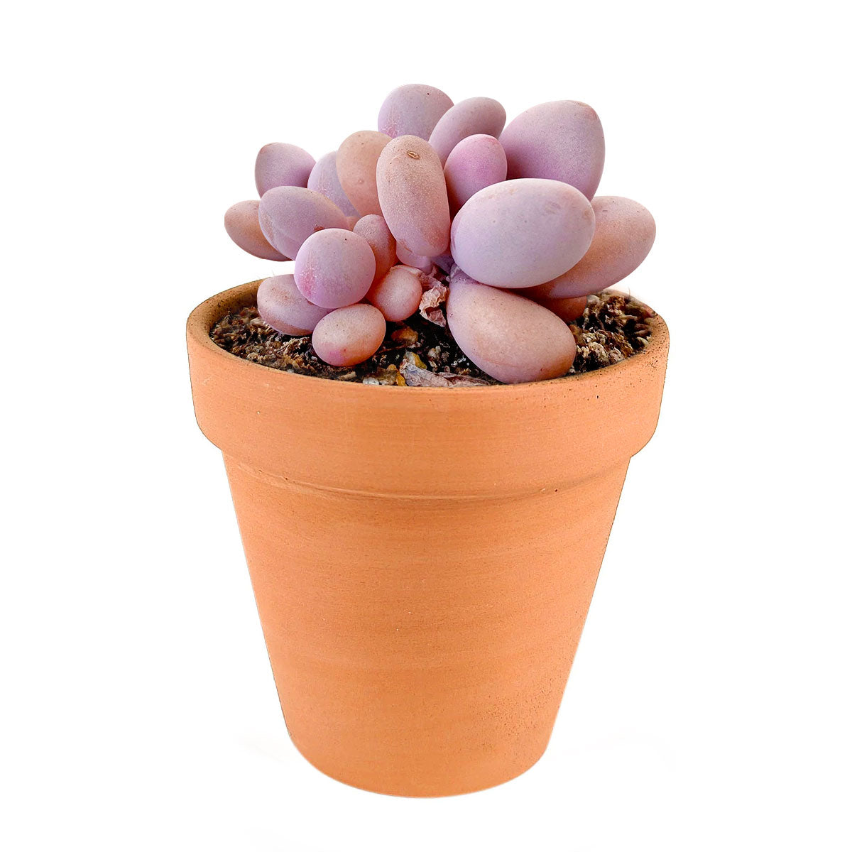 2.5'' Terracotta Pot, clay pot for succulents, small pots for indoor plants