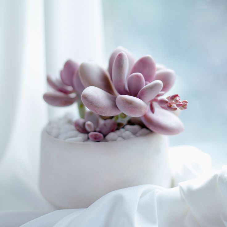 succulent pink Buy Moonstones Pachyphytum: A RARE Pink Succulent Gem 2 inch / No Pot by Succulents Box