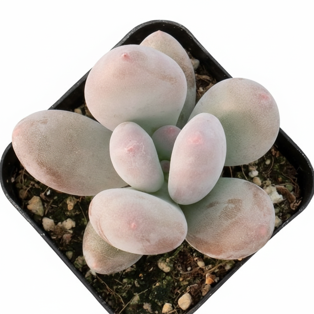2 inch succulents, Moonstones Pachyphytum oviferum for sale, plants for tabletop decoration