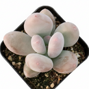 2 inch succulents, Moonstones Pachyphytum oviferum for sale, plants for tabletop decoration