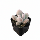 2 inch succulents, Moonstones Pachyphytum oviferum for sale, plants for tabletop decoration