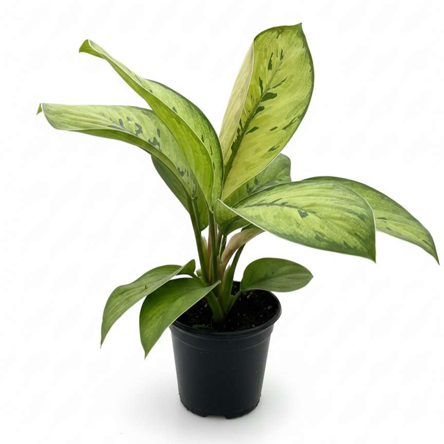 Homalomena hybrid Shelby Rare aroids for beginners, Low light variegated houseplant, Thick leaf indoor plants