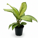 Queen of Hearts plant, Homalomena Selby Rare Mottled Foliage Plant for sale, Easy to care plant for home or office