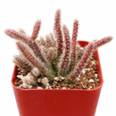 2 inch Mouse Tail Cactus, green succulents, indoor succulents, succulent care guide, buy succulents online