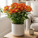 Mums (Chrysanthemum)