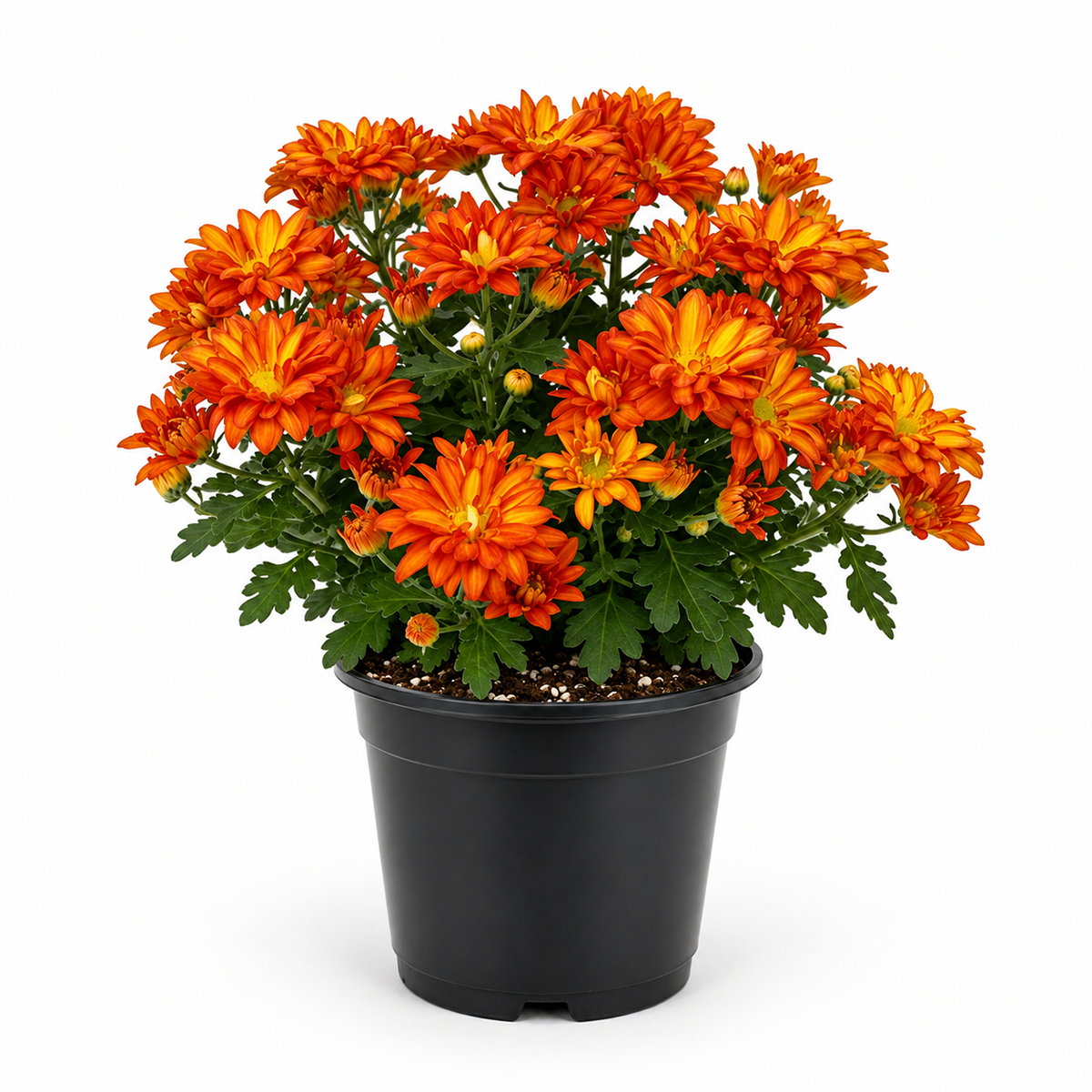 Mums (Chrysanthemum)