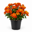 Mums (Chrysanthemum)