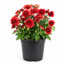 Mums (Chrysanthemum)
