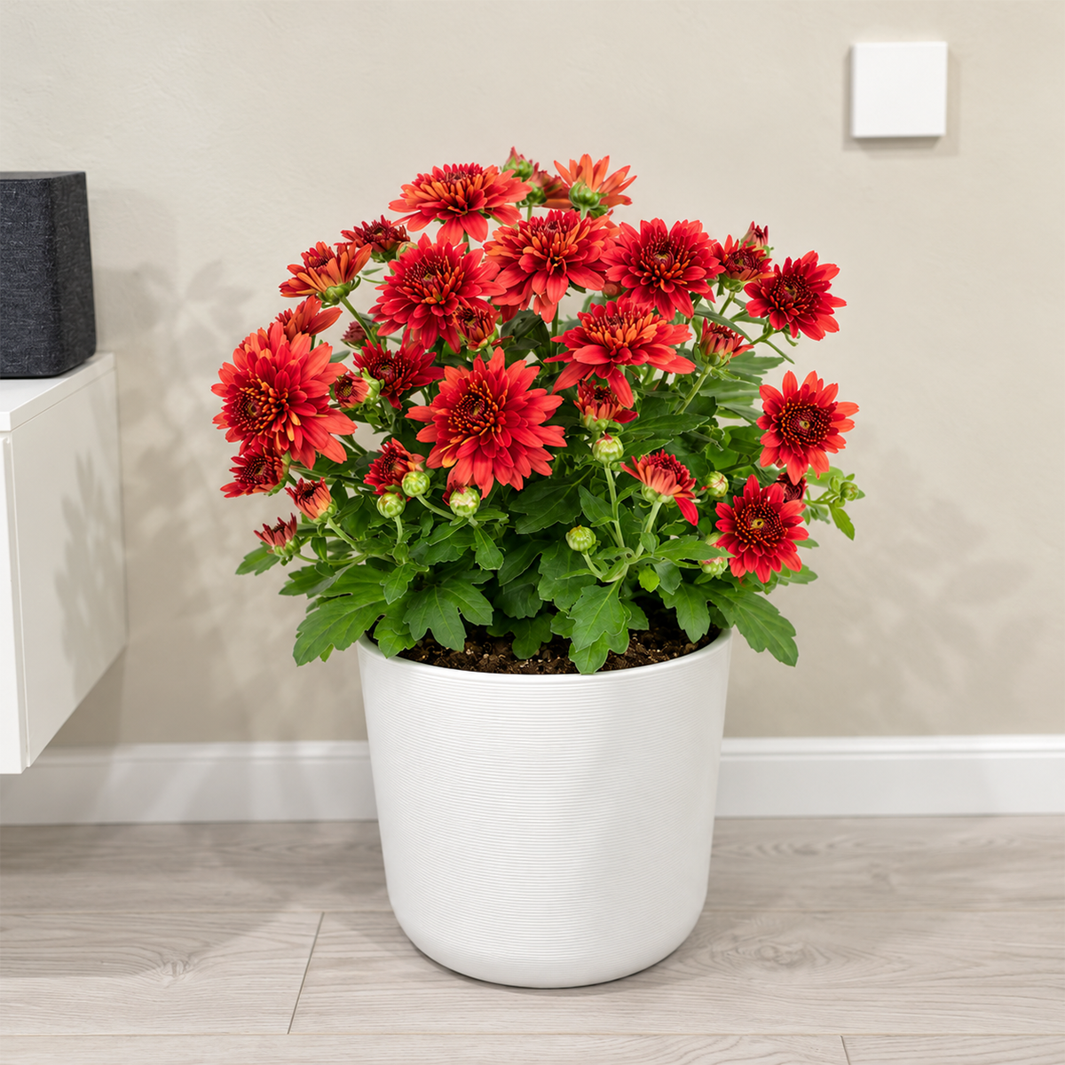 Mums (Chrysanthemum)