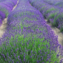 english lavender plants for sale, where to buy lavender plants near me, english lavender plants for sale near me