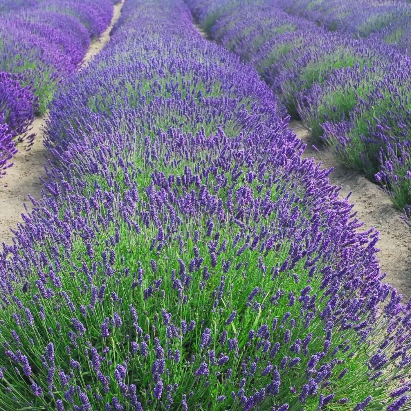 best english lavender plants Lavender Munstead