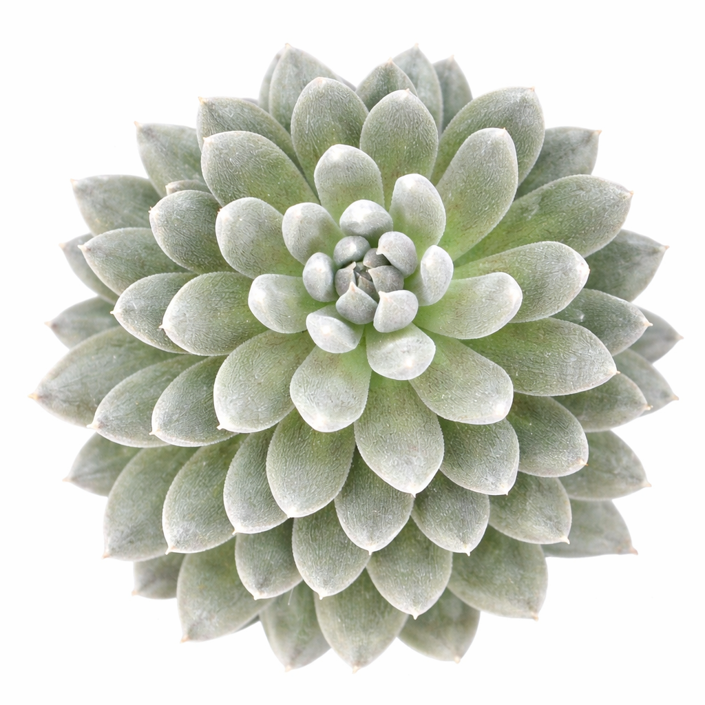 2 inch Napoli Noire, green succulents, indoor succulents, succulent care guide, buy succulents online