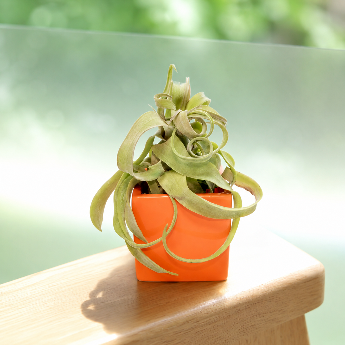 buy Assorted Large Tillandsia Air Plants with Naranja Orange Ceramic Cube Container live air plant online, silvery green and vibrant foliage, arching curvy leaf texture, compact upright rosette form, easy care no-soil plant, modern desk accent display, a thoughtful housewarming or office gift