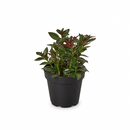 Live Goldfish houseplant in 4 inch grower pot, Trailing goldfish plant for hanging baskets, Easy care flowering indoor plants pet friendly for home office decoration