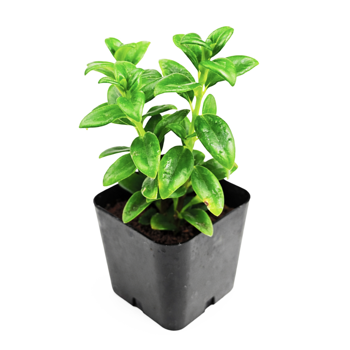 2 inch nematanthus gregarius goldfish plant for sale online, premium goldfish plant trailing flowering houseplant, unique goldfish flower plant collectors houseplant