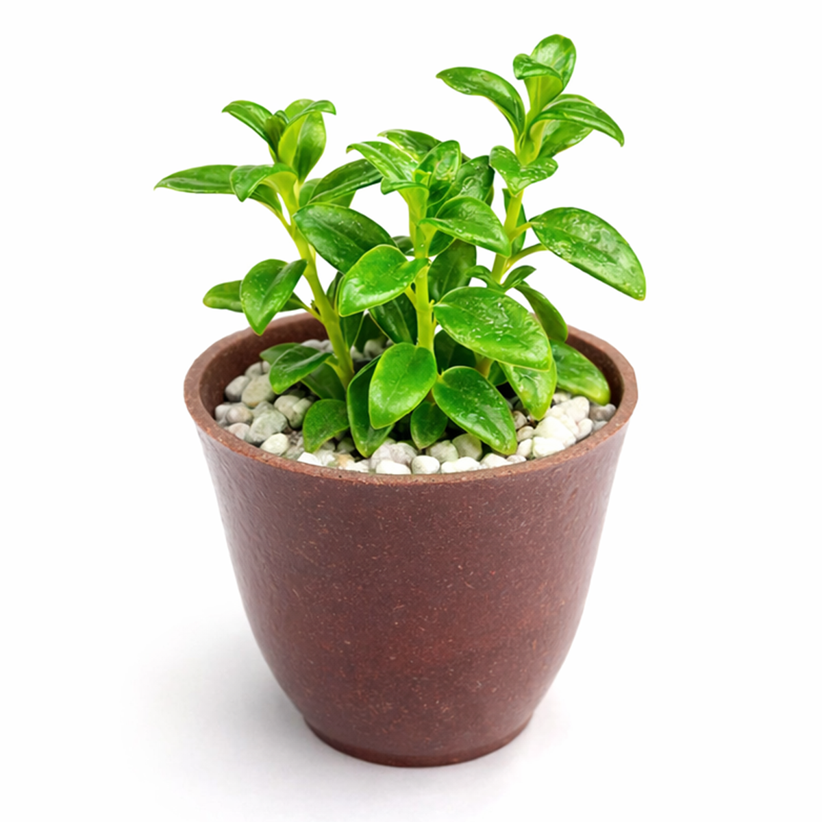 2 inch nematanthus gregarius goldfish plant for sale online, flowering hanging plant with bright orange blooms, decorative flowering vine for windowsills