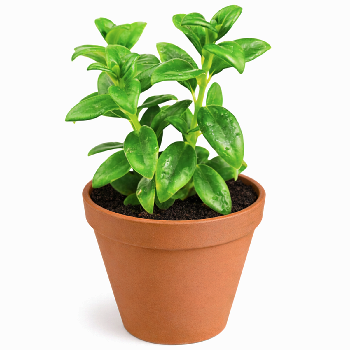 2 inch nematanthus gregarius goldfish plant for sale online, nematanthus gregarius easy care indoor plant, trailing goldfish plant with fish shaped blooms