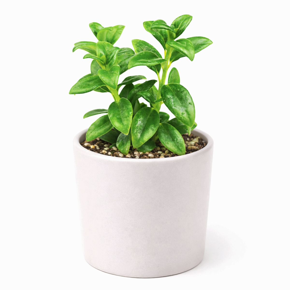 buy 2 inch goldfish plant hanging houseplant live plant, premium goldfish plant trailing flowering houseplant, unique goldfish flower plant collectors houseplant