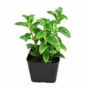 2 inch nematanthus gregarius goldfish plant for sale online, flowering hanging plant with bright orange blooms, decorative flowering vine for windowsills