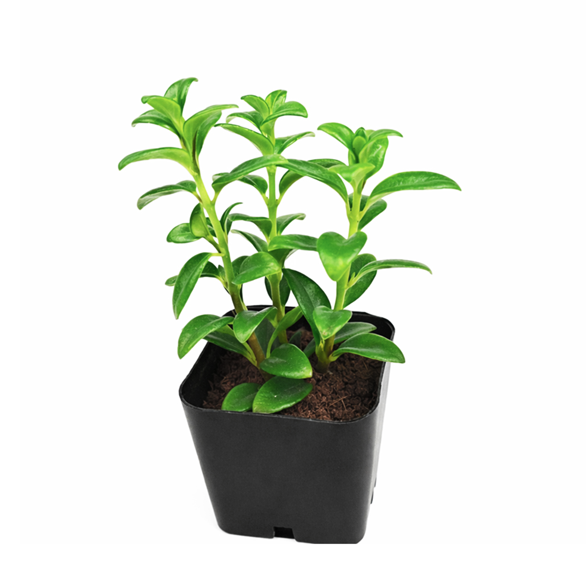 Nematanthus gregarius - Goldfish Plant, green succulents, indoor succulents, succulent care guide, buy succulents online