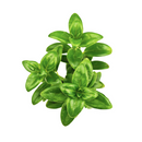 2 inch nematanthus gregarius goldfish plant for sale online, flowering hanging plant with bright orange blooms, decorative flowering vine for windowsills