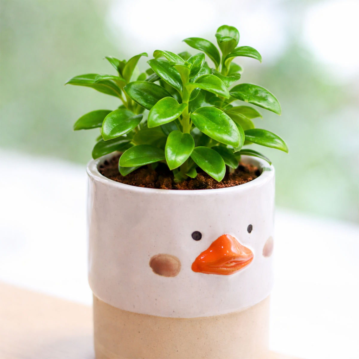 Nematanthus gregarius - Goldfish Plant, green succulents, indoor succulents, succulent care guide, buy succulents online