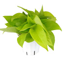 how to care for pothos plants indoors, buy Neon Pothos online, neon pothos for sale, pothos neon plant care