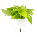 how to care for pothos plants indoors, buy Neon Pothos online, neon pothos for sale, pothos neon plant care