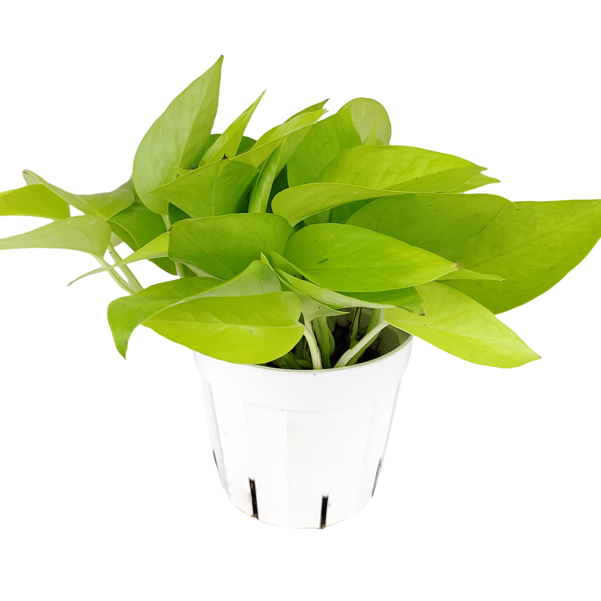 pothos near me Buy Pothos Neon Houseplant Online