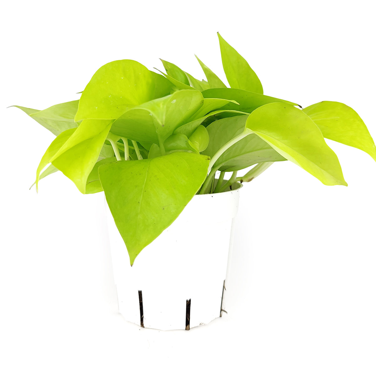 how to care for pothos plants indoors, buy Neon Pothos online, neon pothos for sale, pothos neon plant care