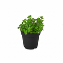 unique live indoor plants, 3 inch houseplants for sale, buy houseplants online