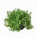 unique live indoor plants, 3 inch houseplants for sale, buy houseplants online