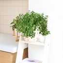 unique live indoor plants, 3 inch houseplants for sale, buy houseplants online