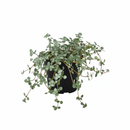 Pet-friendly plant, Decorative indoor plant, safe for pets plants, buy live plants online