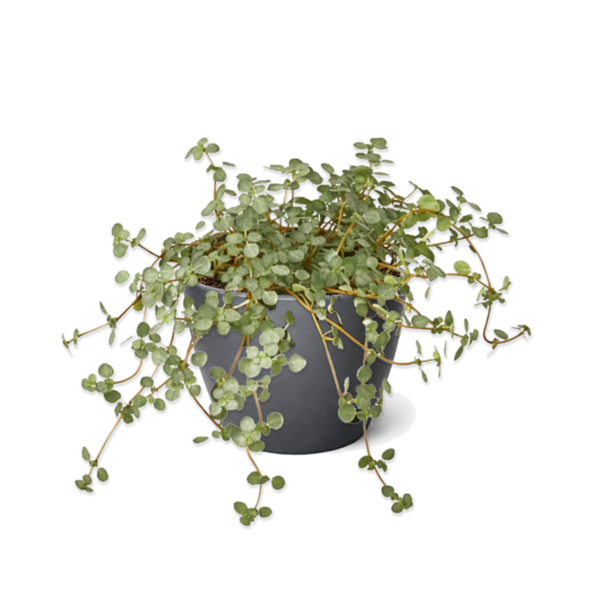 4 inch Nettle 'Silver Sparkle', Soleirolia soleirolii ‘Silver Sparkle’, Button-shaped leaves plants, Easy-care houseplant
