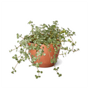 6 inch Nettle 'Silver Sparkle', Soleirolia soleirolii ‘Silver Sparkle’, Button-shaped leaves plants, Easy-care houseplant
