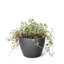 6 inch Nettle 'Silver Sparkle', Soleirolia soleirolii ‘Silver Sparkle’, Button-shaped leaves plants, Easy-care houseplant
