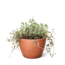 6 inch Nettle 'Silver Sparkle', Soleirolia soleirolii ‘Silver Sparkle’, Button-shaped leaves plants, Easy-care houseplant
