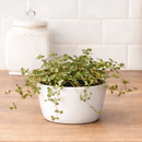 6 inch Nettle 'Silver Sparkle', Soleirolia soleirolii ‘Silver Sparkle’, Button-shaped leaves plants, Easy-care houseplant
