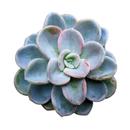 2 inch Pachyveria 'Orpet', green succulents, indoor succulents, succulent care guide, buy succulents online