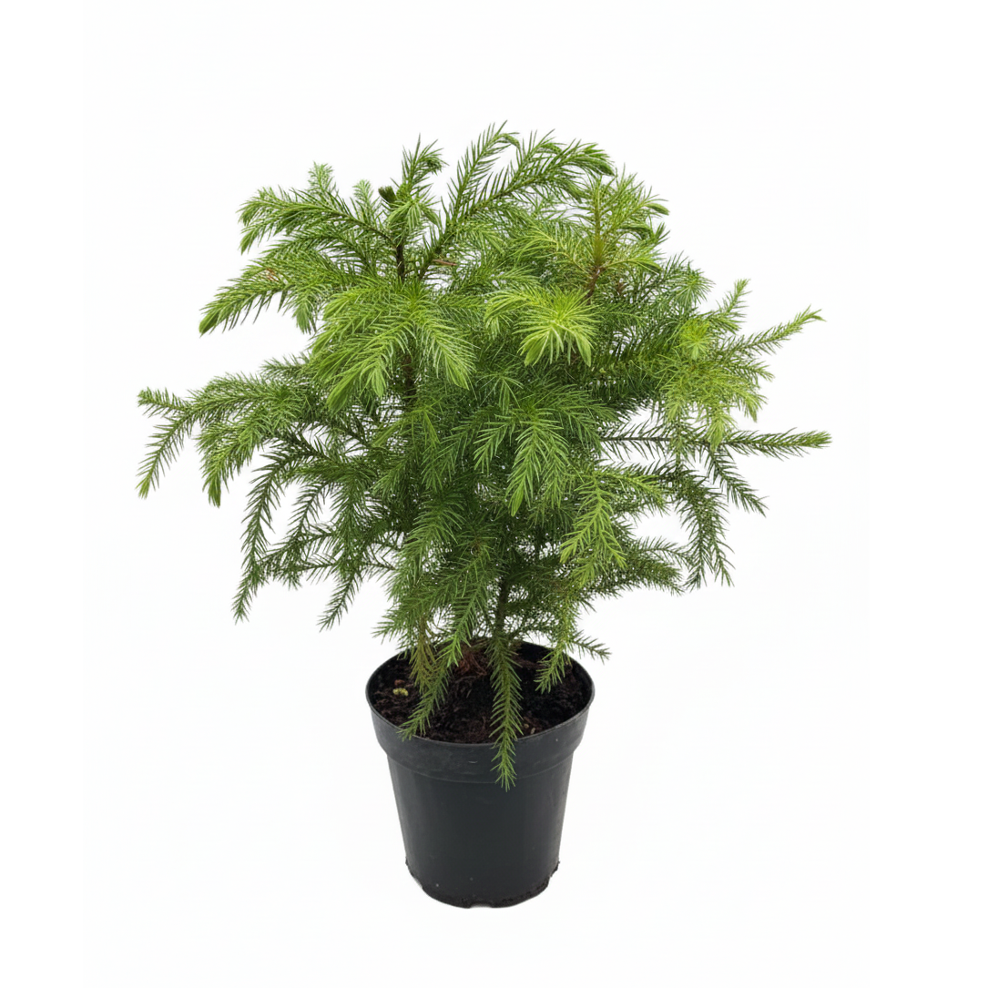 4 inch Soft needle-like leaves tree, Mini Christmas tree, Easy-care houseplant, Long-living houseplant